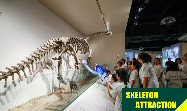 Skeleton Attraction