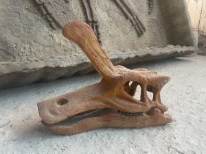 Lambeosaurus Skull Replica