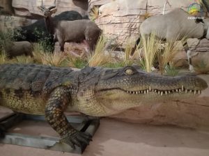 Animatronic Crocodile HS2005