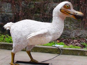 Animatronic Raphus Cucullatus HS2003