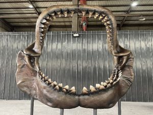 Shark Skull Replica HS175