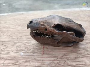 Didelphodon Skull Fossil Replica HS173