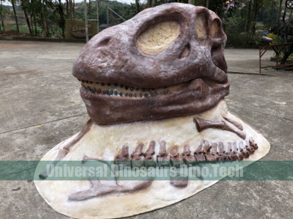 Big Allosaurus Skull