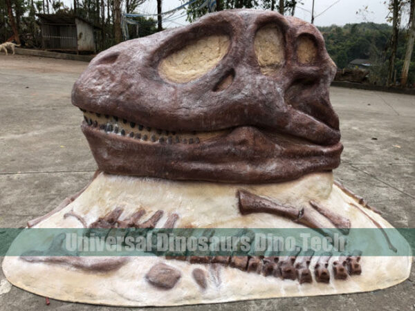 Big Allosaurus Skull