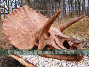 Big Triceratops Skull