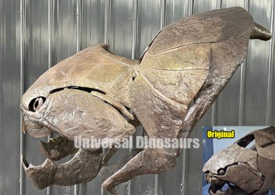 Dunkleosteus Skulll Replica