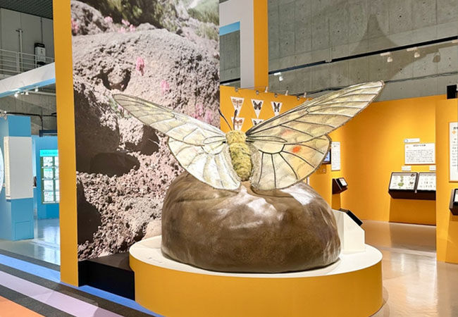Museum Insect Model