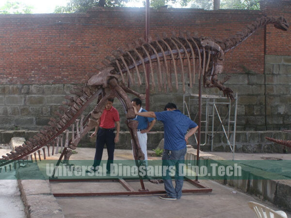 Plateosaurus Fossil Exhibits