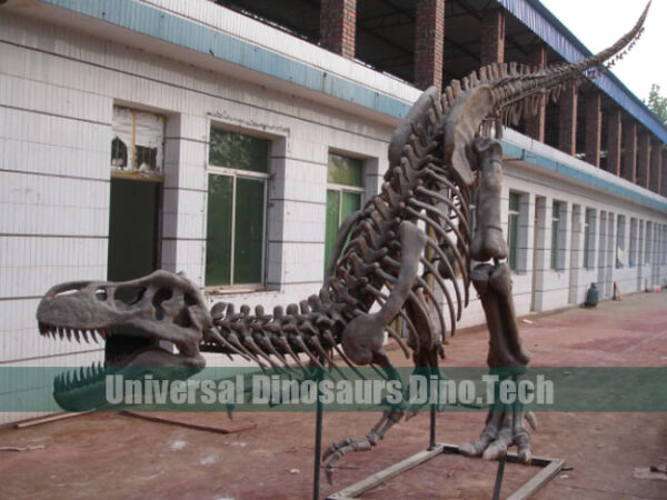 Trex Skeleton Replica
