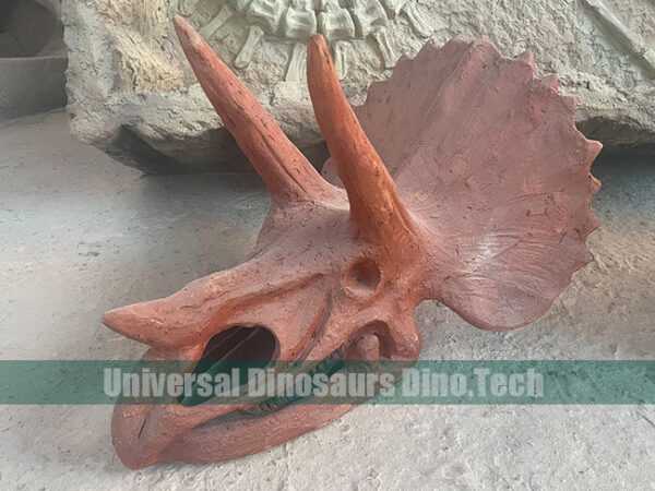 Triceratops Skull