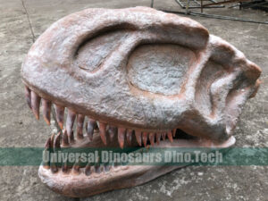 Yongchuanosaurus Skull