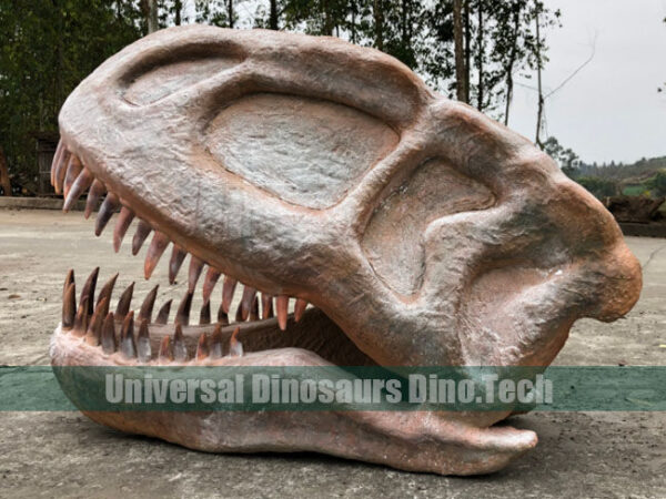 Yongchuanosaurus Skull Replica