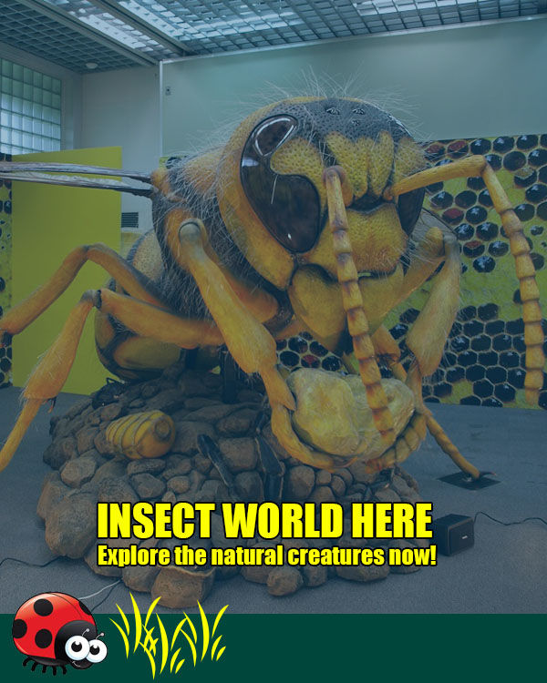 Bee Model