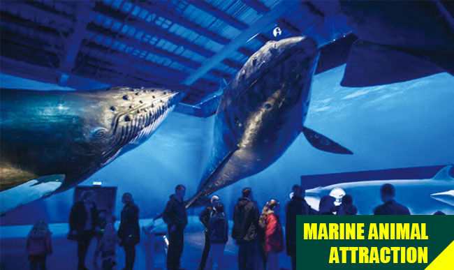 Marine Whale Models