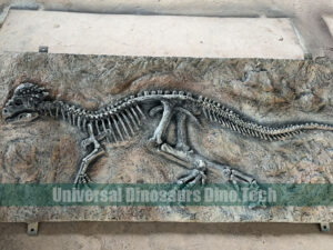 Pachycephalosaur Fossil On Dig Site