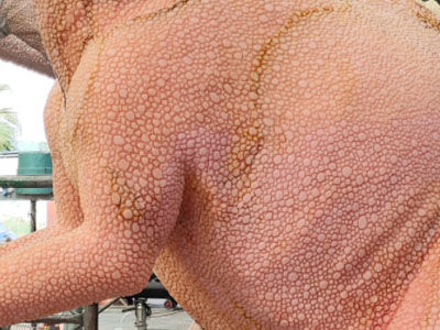 Dinosaur Skin Textures - Spots