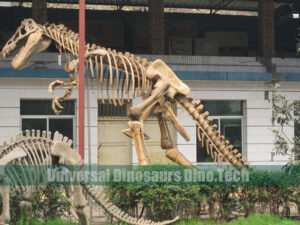 Fiberglass Trex Skeleton