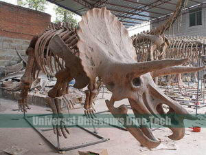Fiberglass Triceratops Fossil