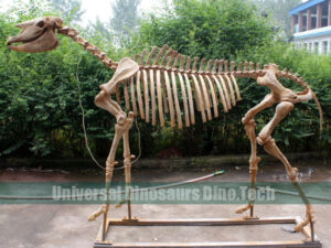 Hipparion Fossil Replica