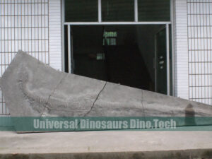 Ichthyosaur Skeletons Digging Site