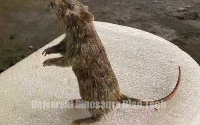 Small Animatronics Creations Prove Our Craftsmanship