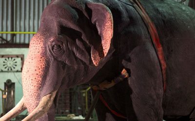 Explore Our 6 Animatronics Elephants Products