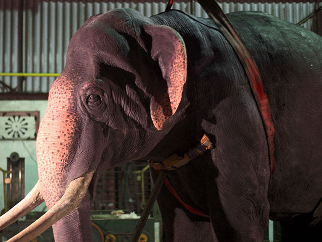 Animatronic Elephant